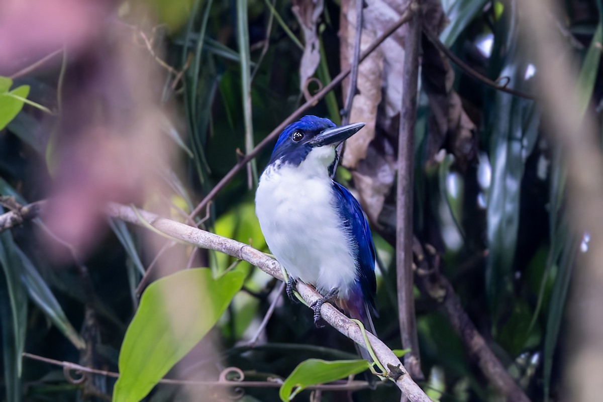 Ultramarine Kingfisher - ML617618116