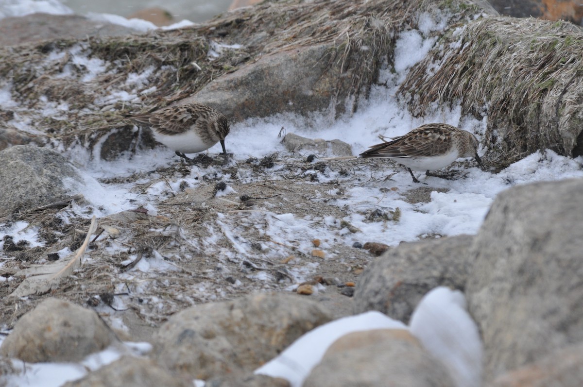 Baird's Sandpiper - ML617618138