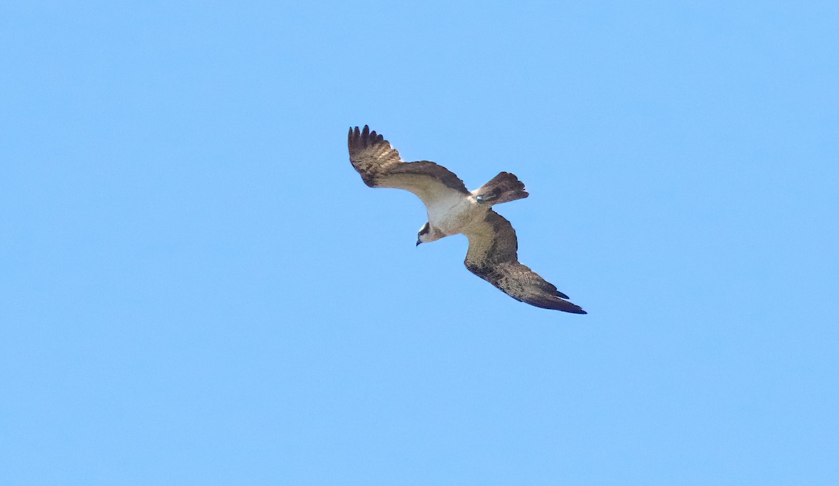 Balbuzard pêcheur - ML617618144