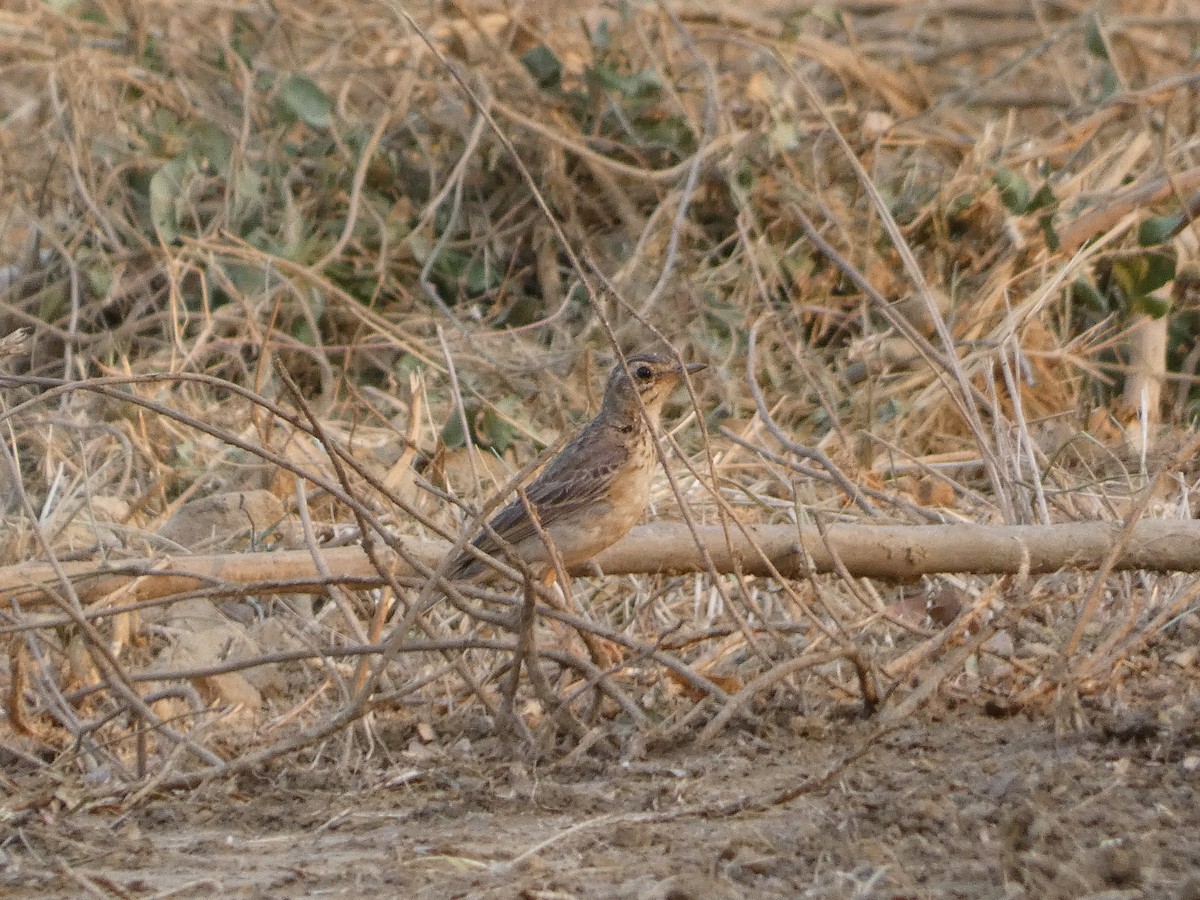 Paddyfield Pipit - Mike Tuer