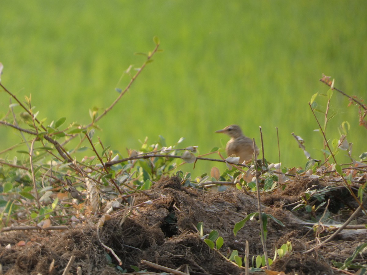 Paddyfield Pipit - Mike Tuer