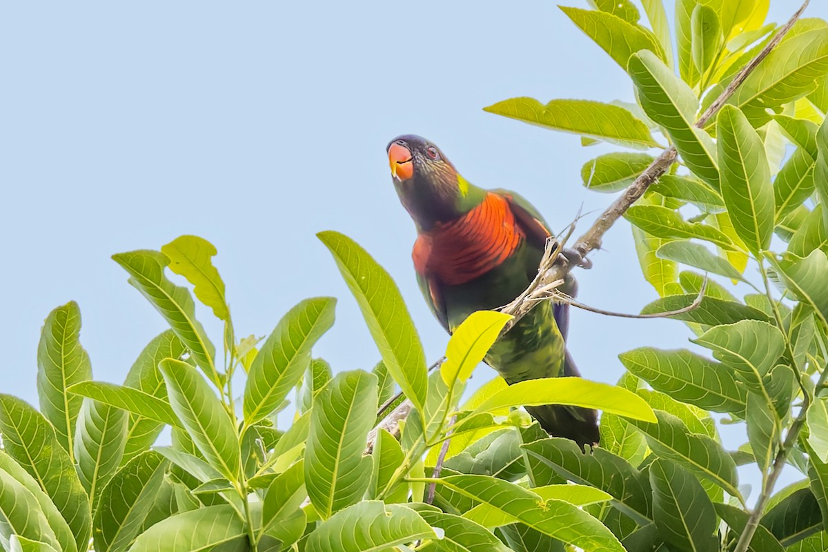 Coconut Lorikeet - Bradley Hacker 🦜