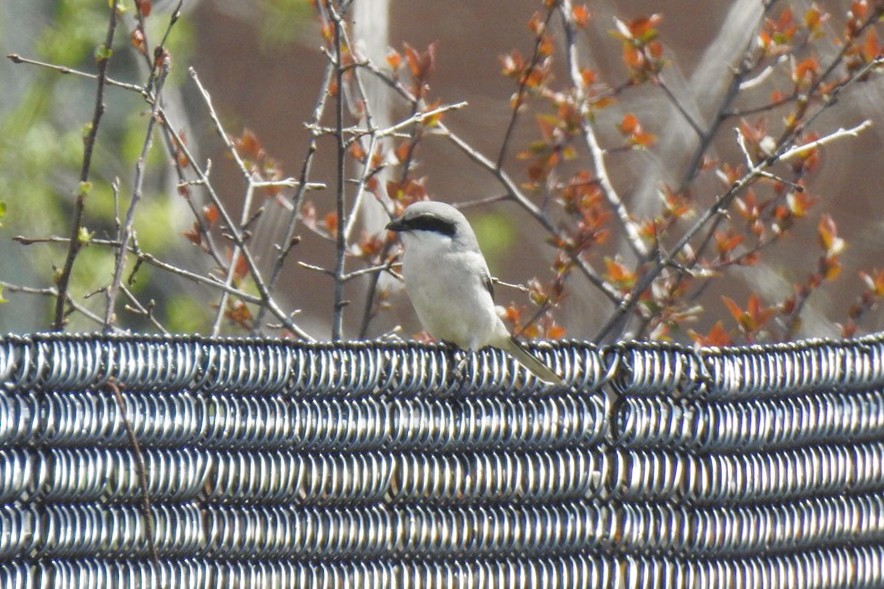 Loggerhead Shrike - ML617618183