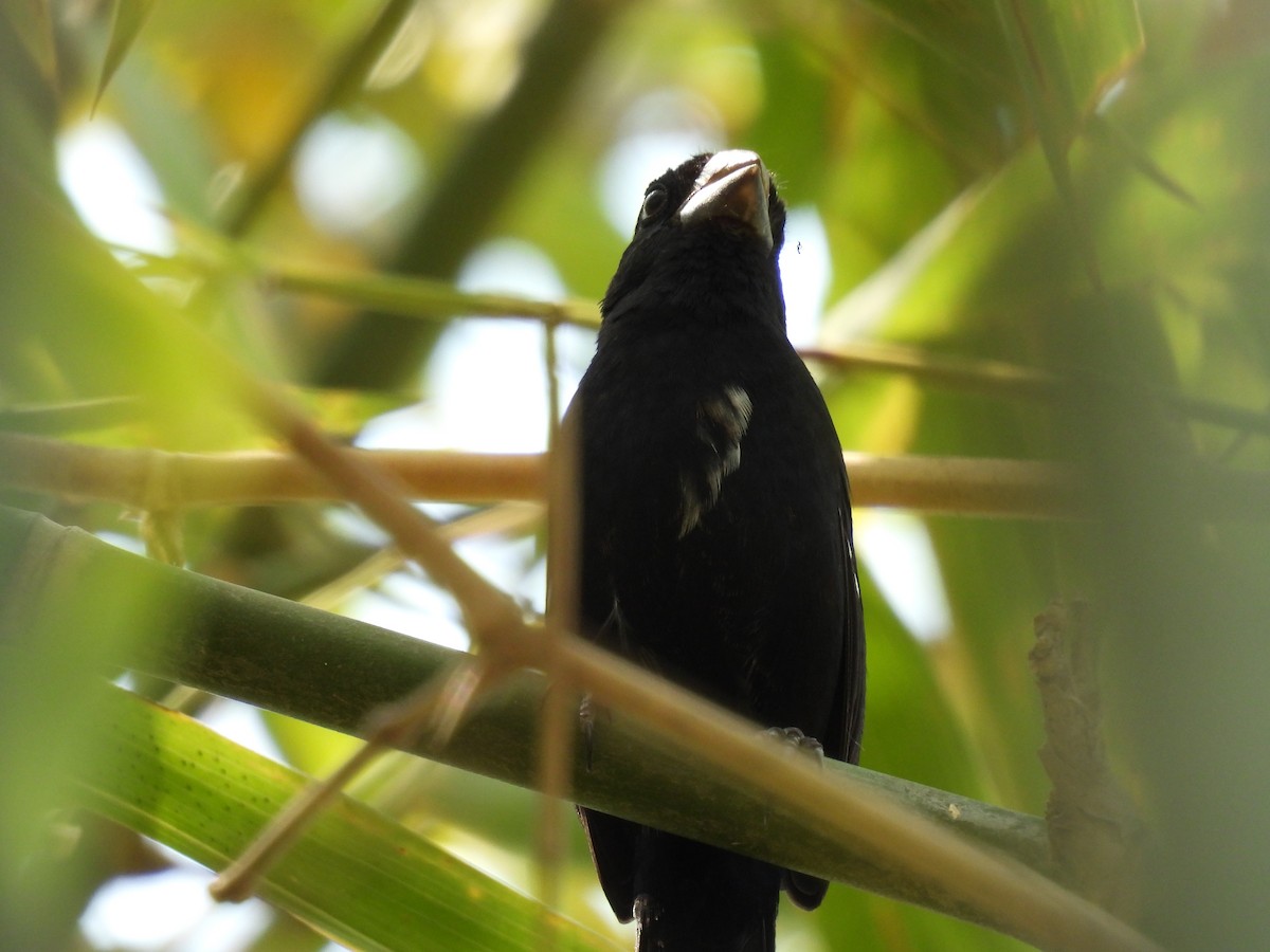 Thick-billed Seed-Finch - maicol gonzalez guzman