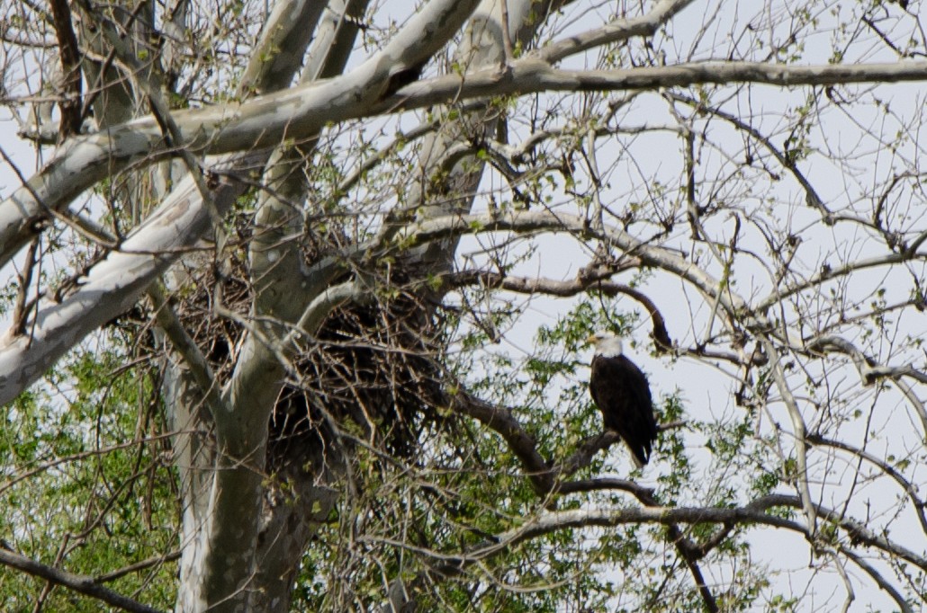 Bald Eagle - ML617618222