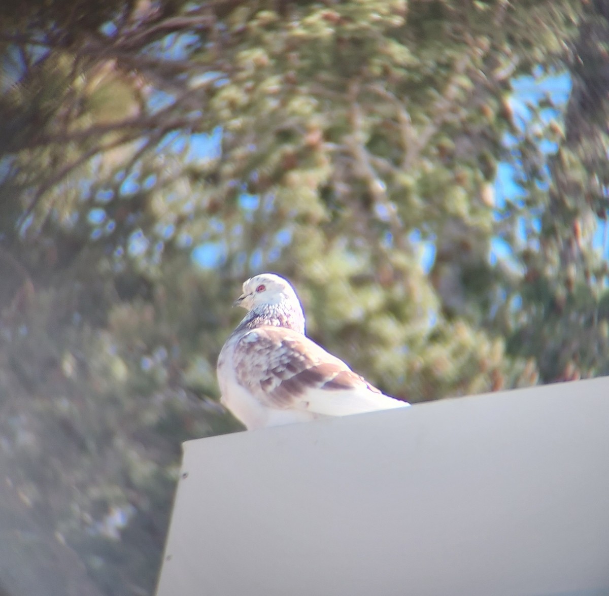 Rock Pigeon (Feral Pigeon) - ML617618236