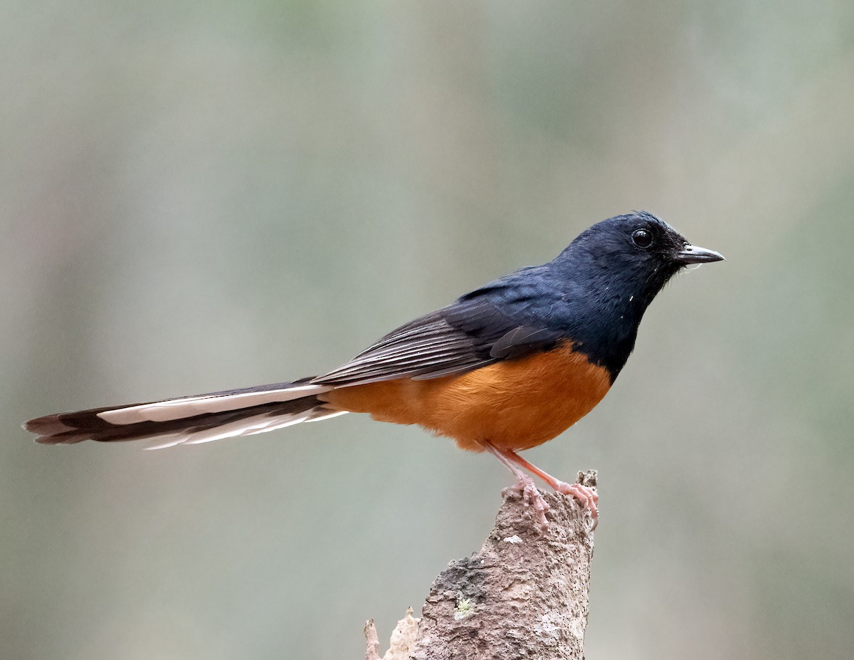 White-rumped Shama - ML617618241