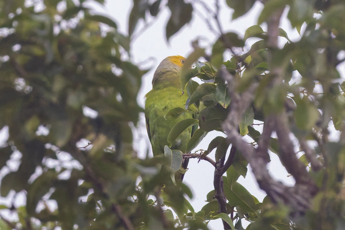 Желтоголовый жоффруа - ML617618257