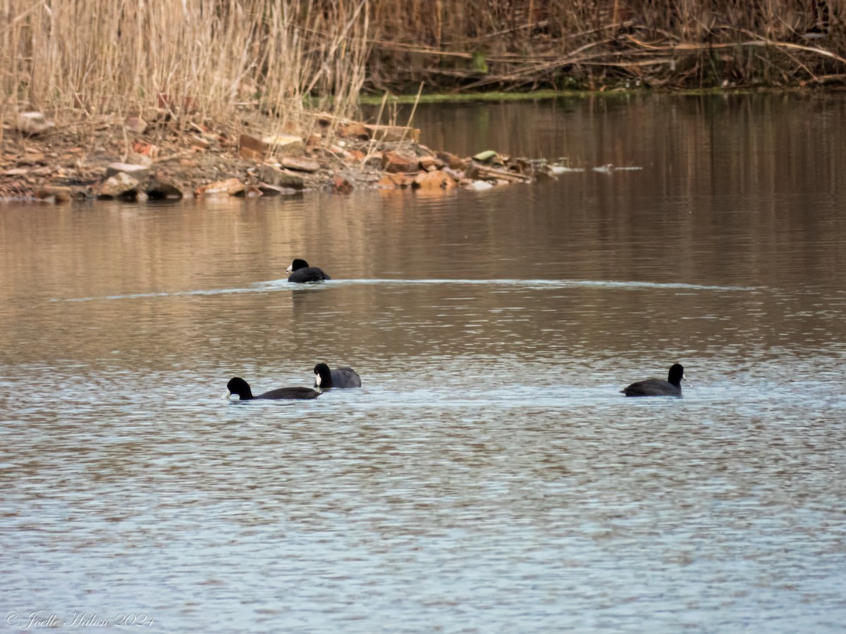 American Coot - ML617618268