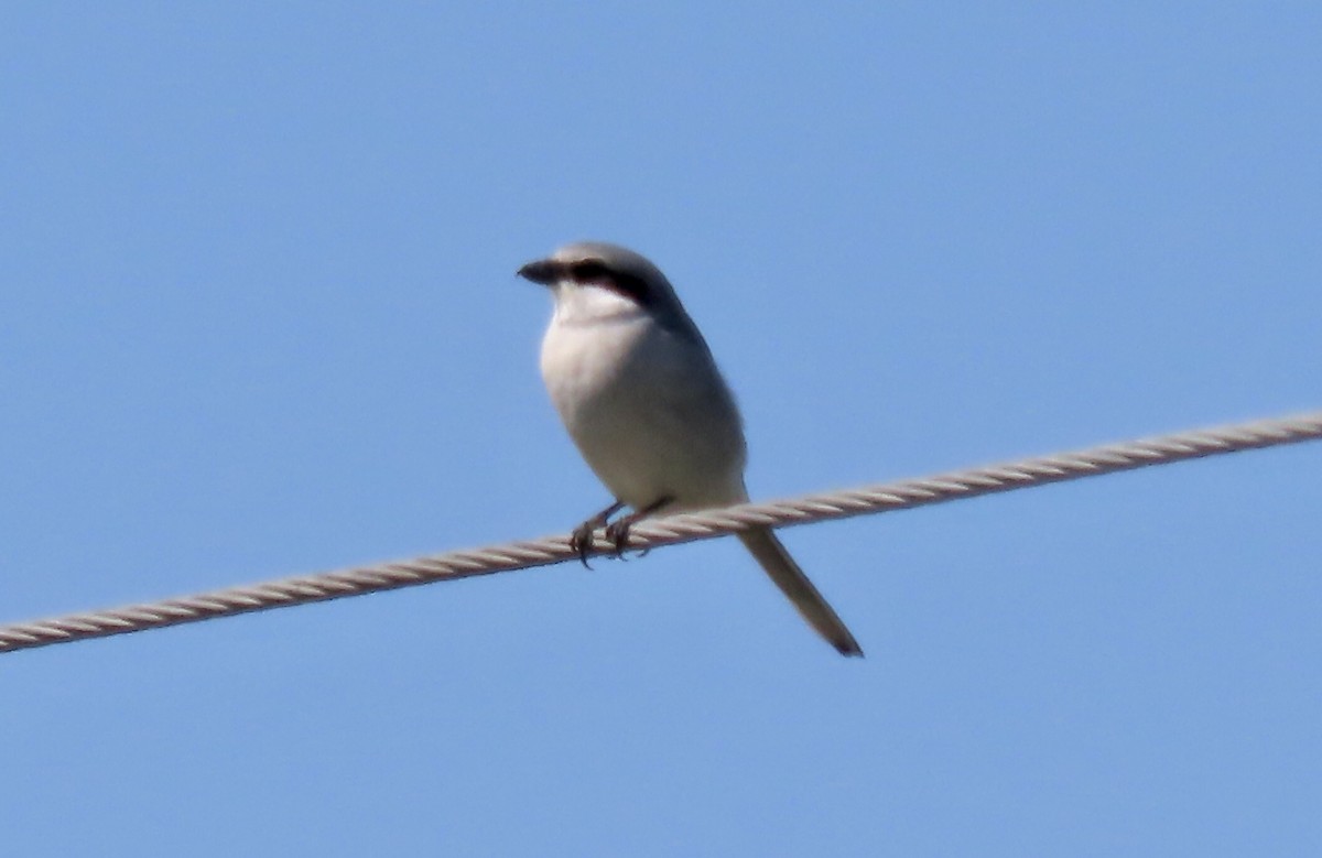 Loggerhead Shrike - Micky Louis