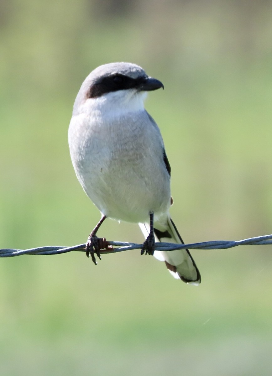 Loggerhead Shrike - Micky Louis