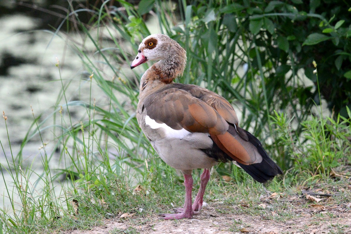 Egyptian Goose - ML617618387