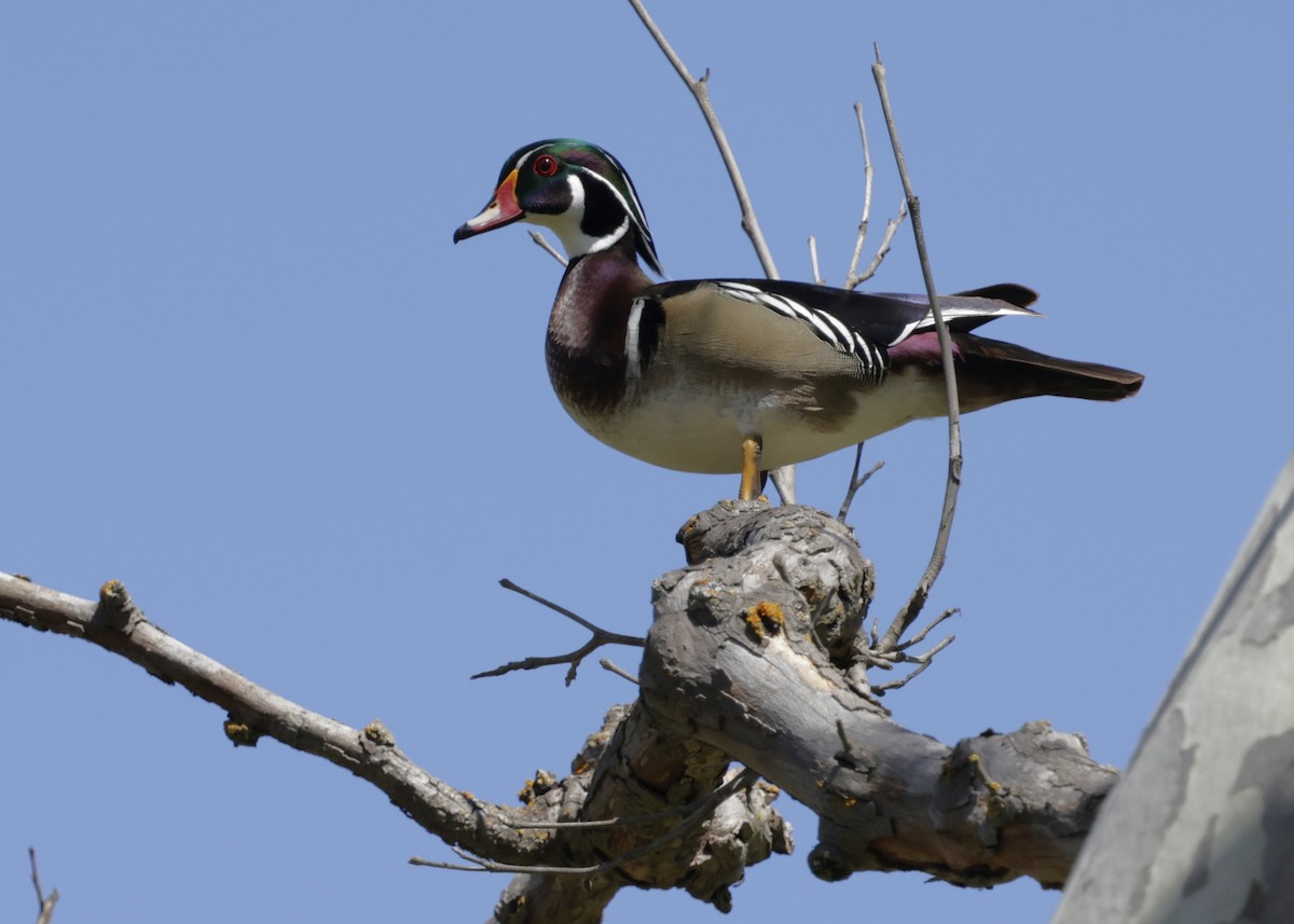 Wood Duck - ML617618389