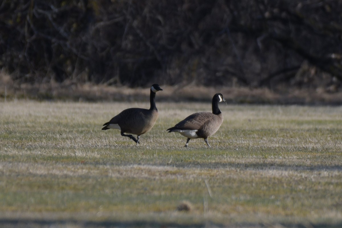 Canada Goose (occidentalis/fulva) - Kelly Kirkpatrick