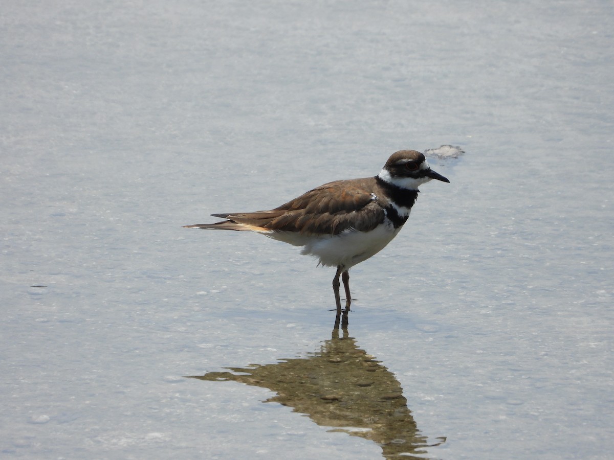 Killdeer - Vidhya Sundar