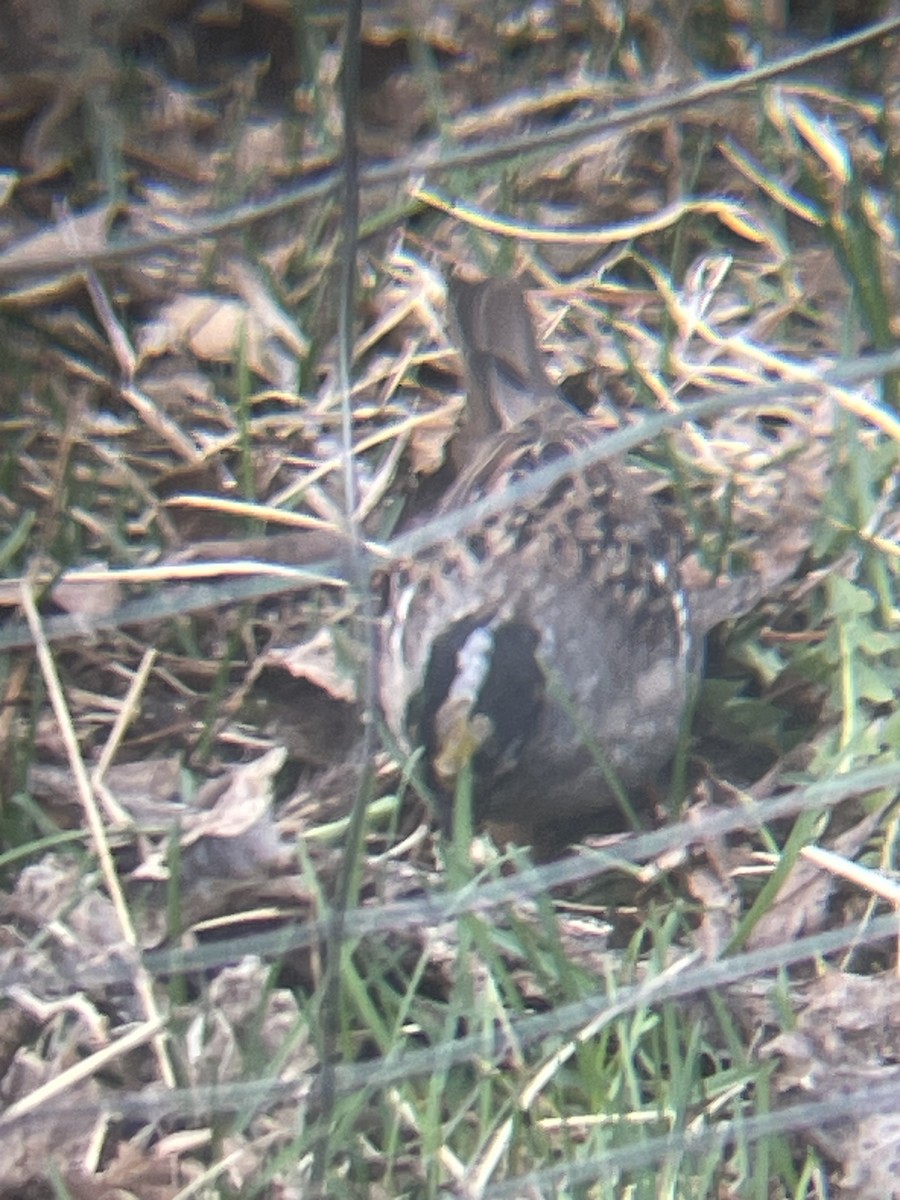 Golden-crowned Sparrow - ML617618453