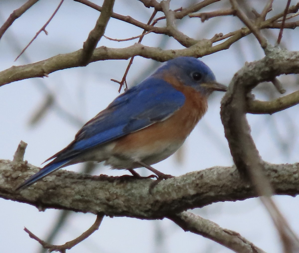 Eastern Bluebird - ML617618479