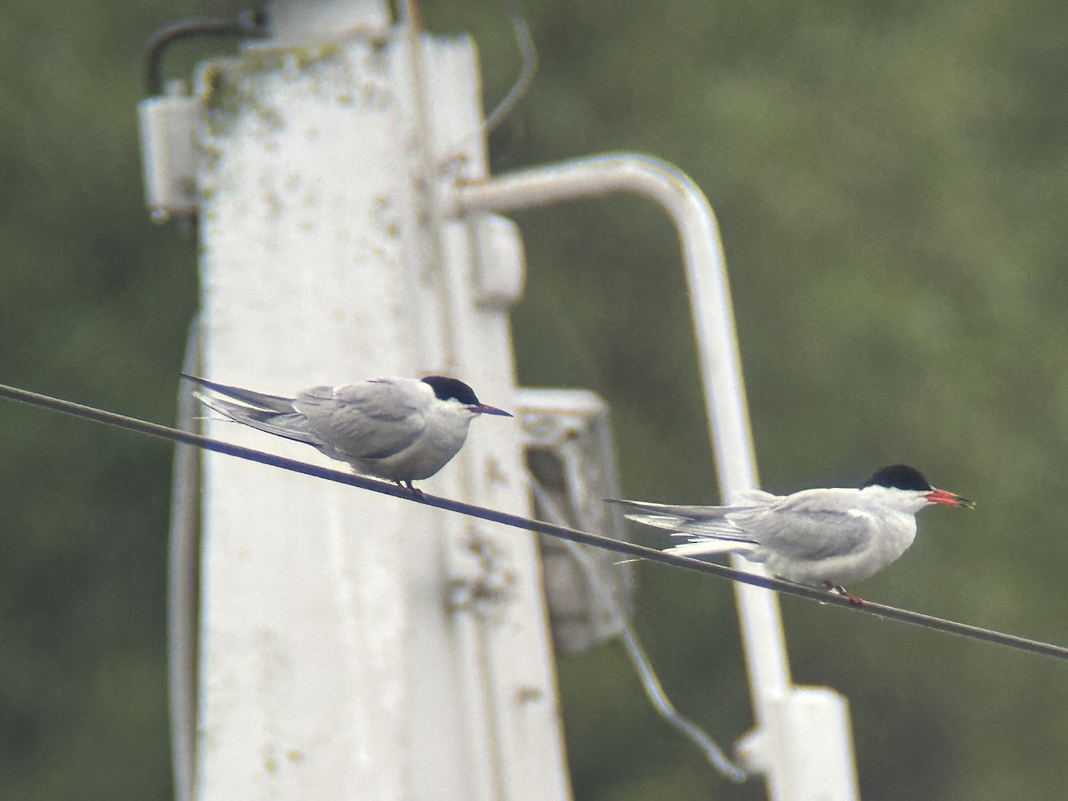 Arctic Tern - Sławomir Karpicki