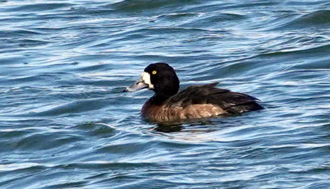 Greater Scaup - ML617618487