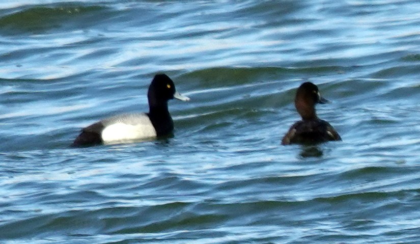 Lesser Scaup - ML617618514