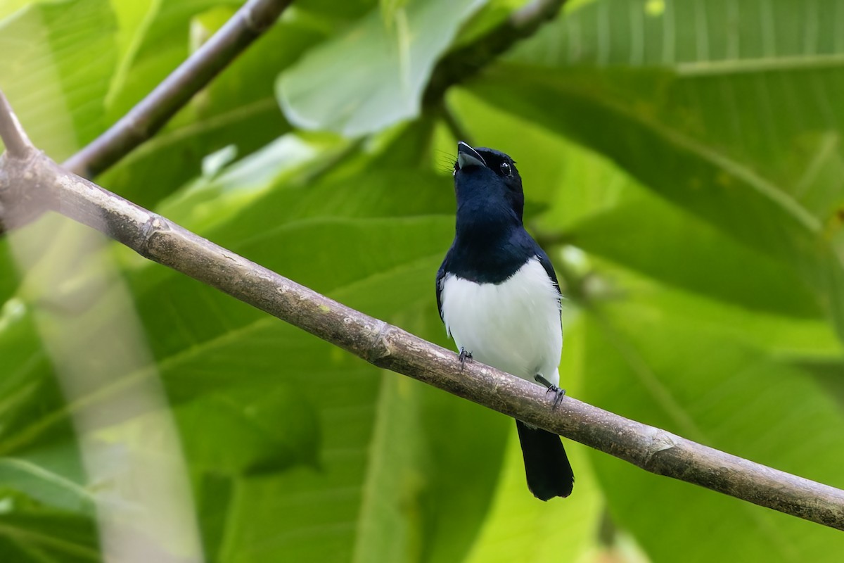 Steel-blue Flycatcher - Bradley Hacker 🦜