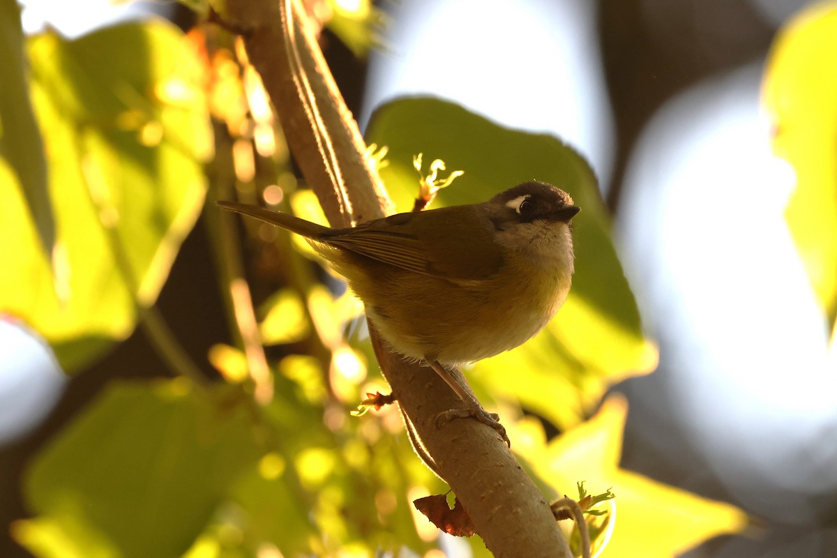 Common Chlorospingus - ML617618591