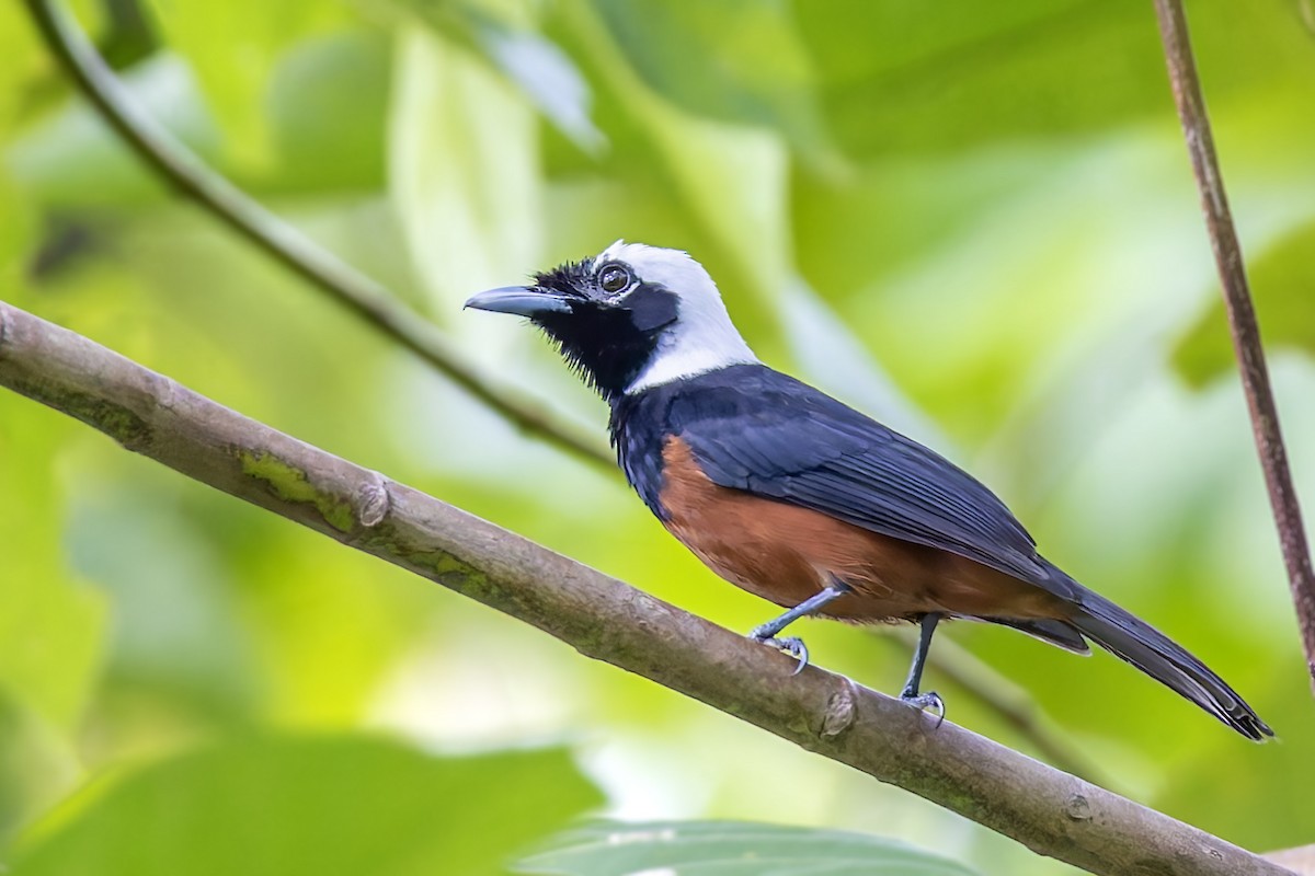 White-capped Monarch - ML617618603