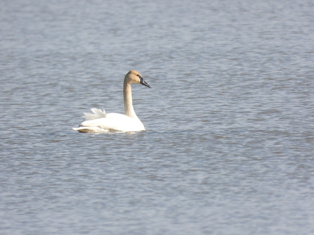 Cisne Trompetero - ML617618640