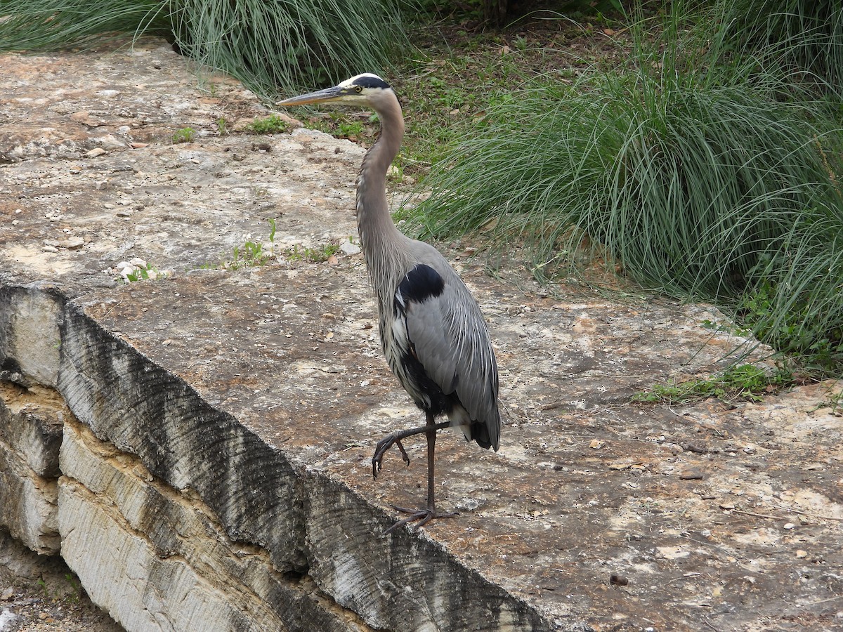 Great Blue Heron - Vidhya Sundar