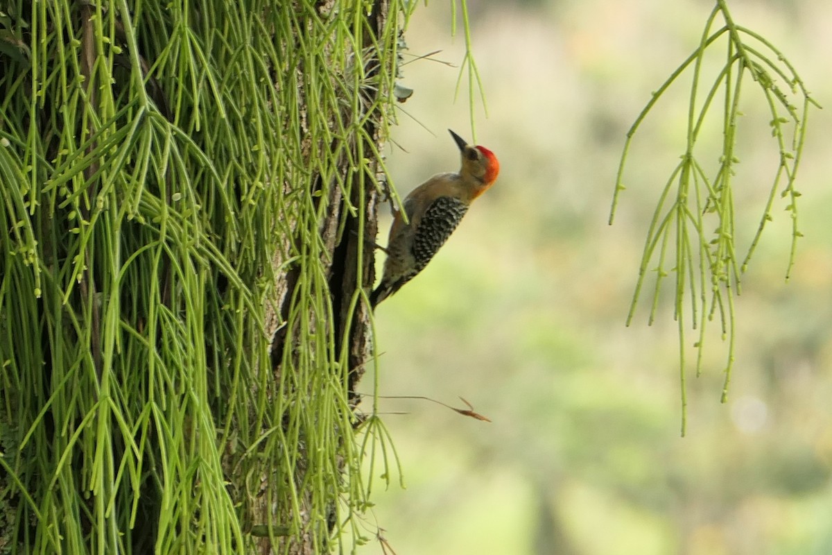 Red-crowned Woodpecker - Scott Harris