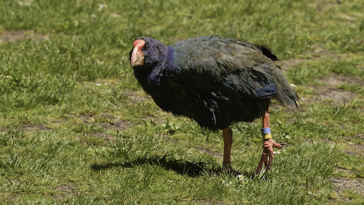 South Island Takahe - ML617618713