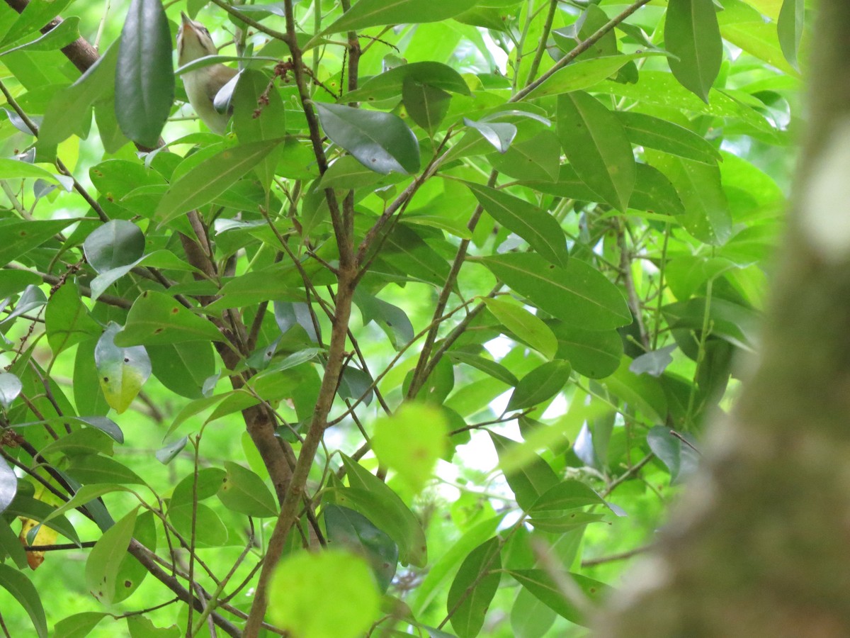 Black-whiskered Vireo - ML617618759