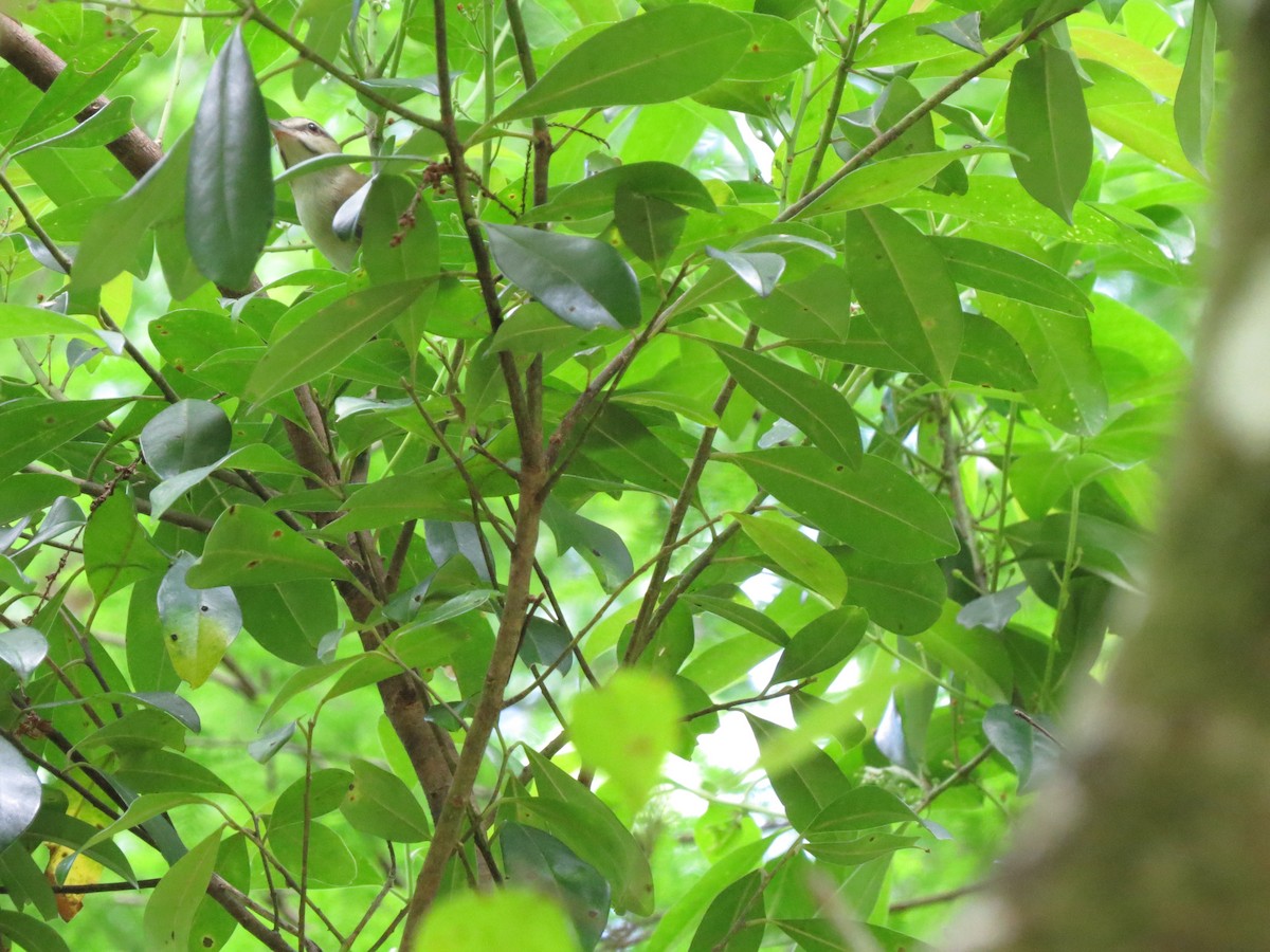 Black-whiskered Vireo - ML617618760