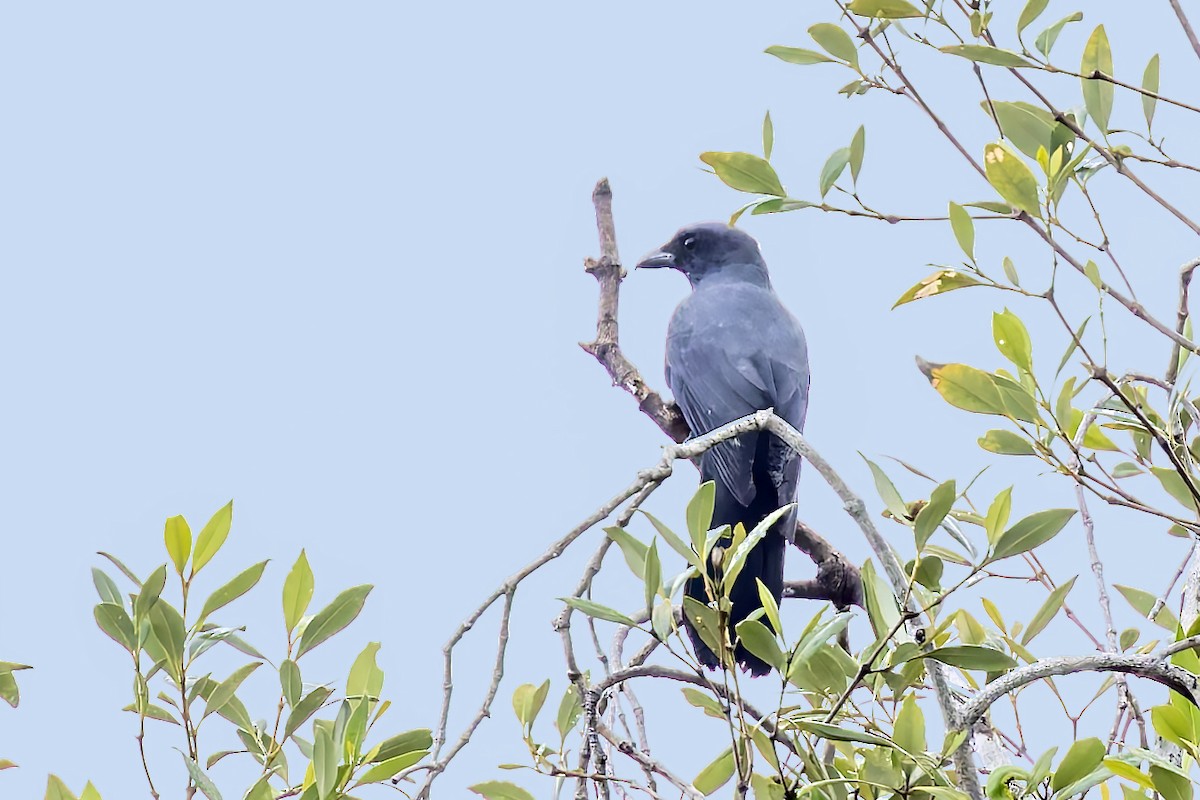 North Melanesian Cuckooshrike - Bradley Hacker 🦜