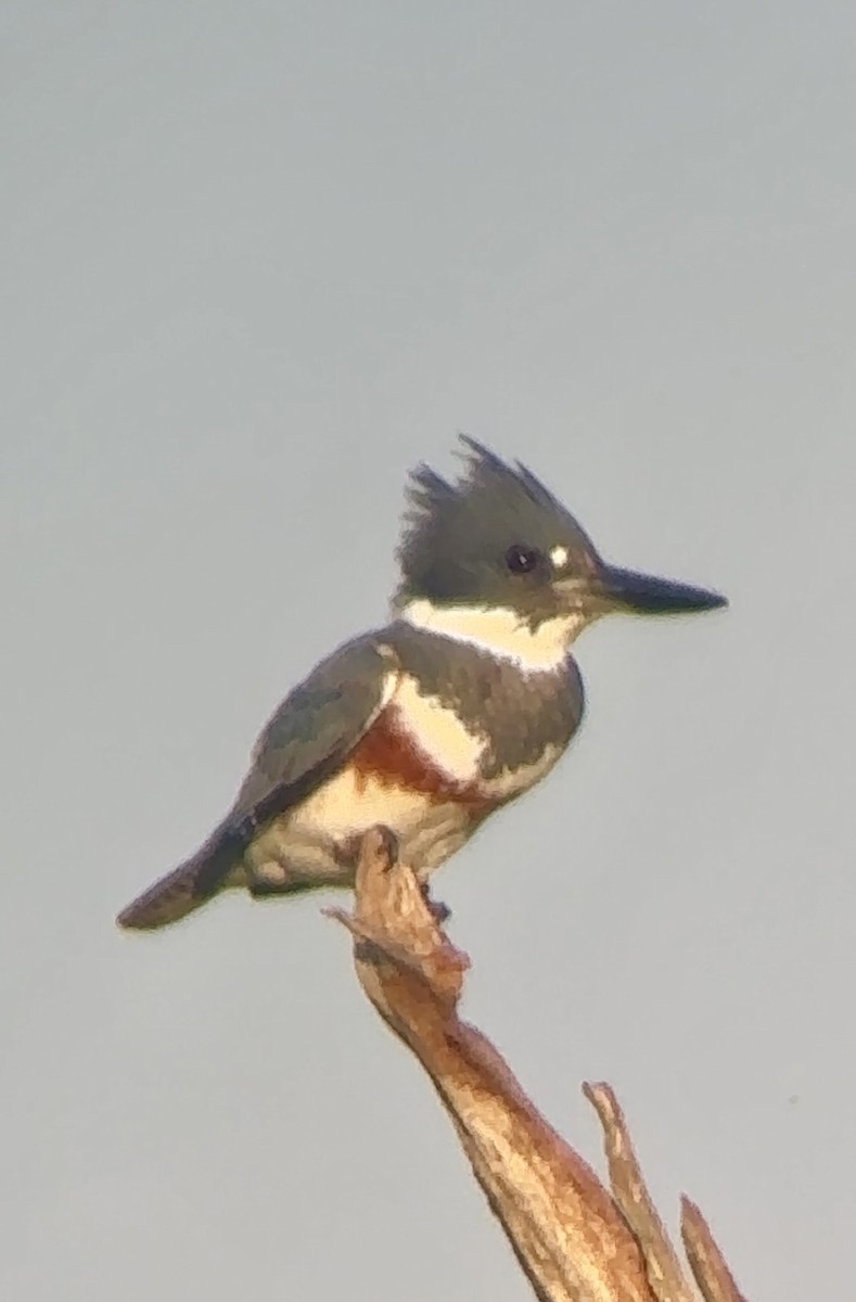 Belted Kingfisher - ML617618837