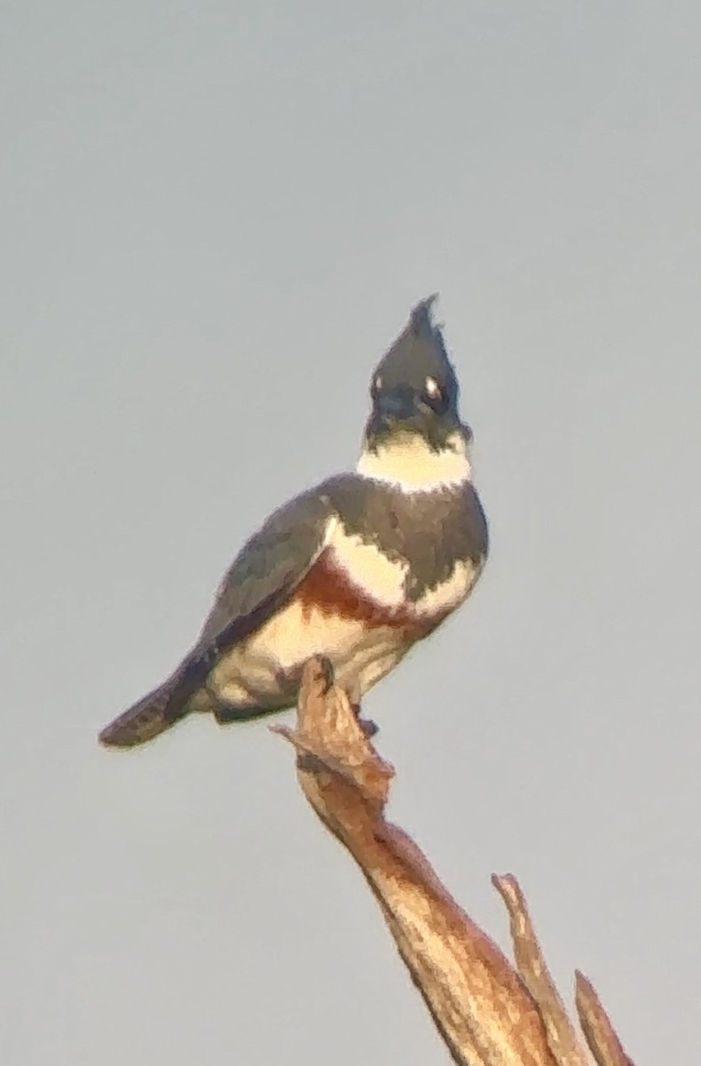 Belted Kingfisher - ML617618838