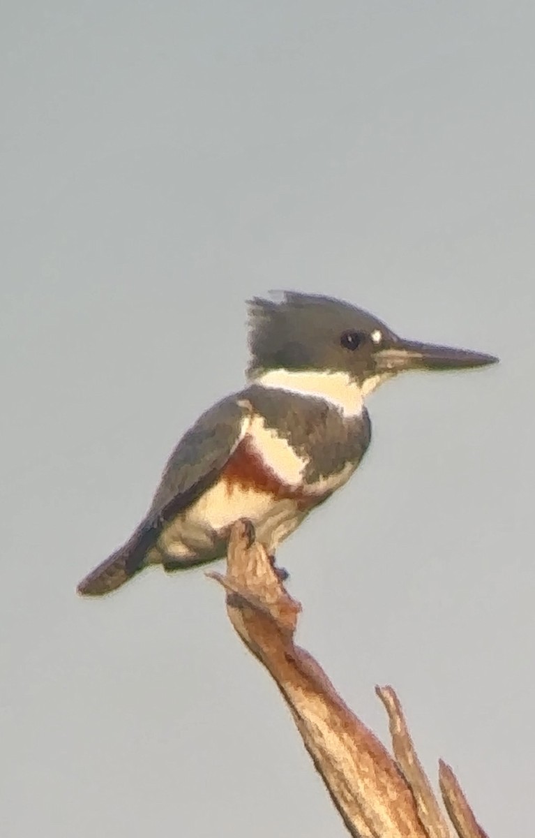 Belted Kingfisher - ML617618839