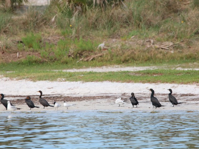 Gaviota de Delaware - ML617618938