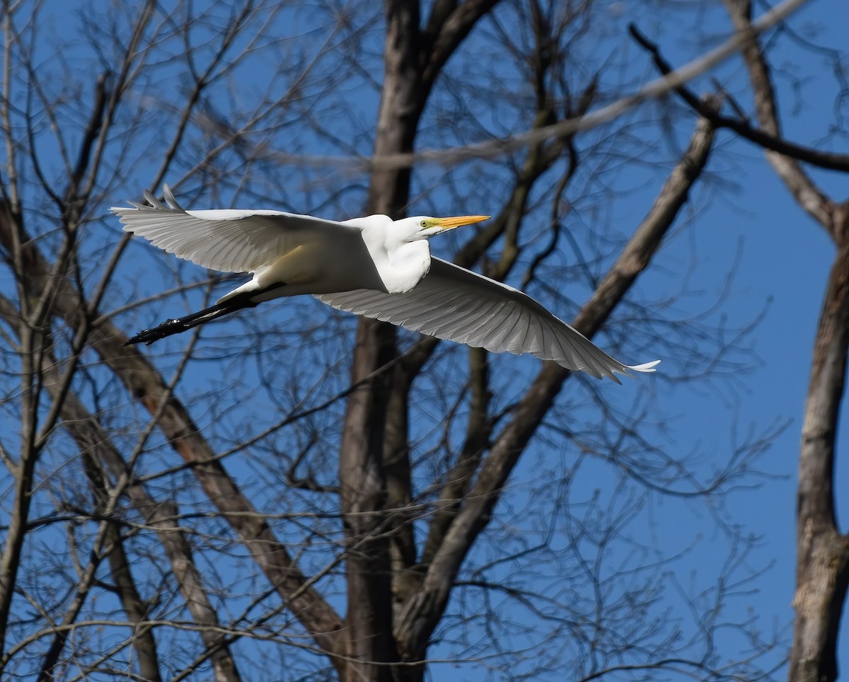 Great Egret - ML617618963