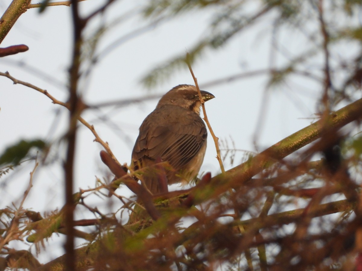 Cinnamon-bellied Saltator - ML617618978