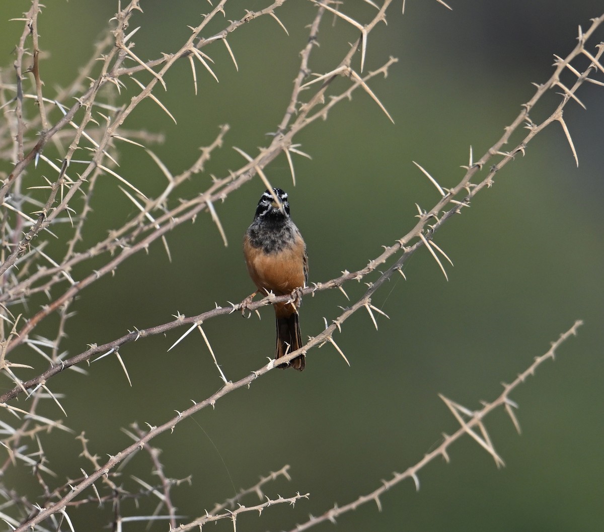 Cinnamon-breasted Bunting - David Darrell-Lambert