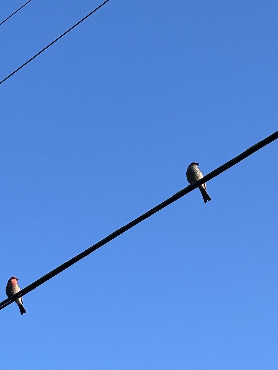 Pine Grosbeak - ML617618984