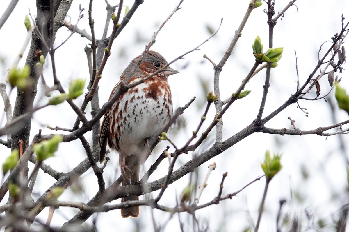 Fox Sparrow - Louise Courtemanche 🦅