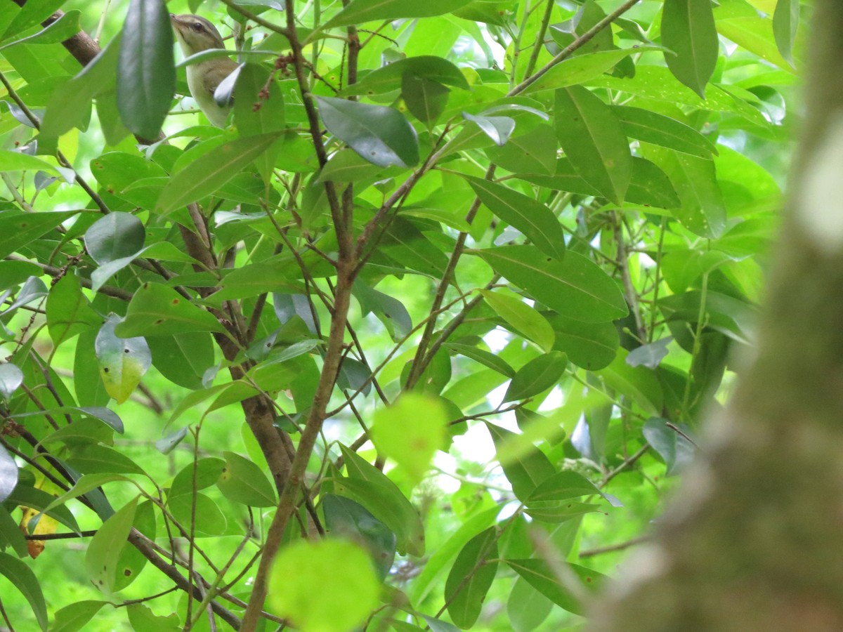 Black-whiskered Vireo - ML617619001