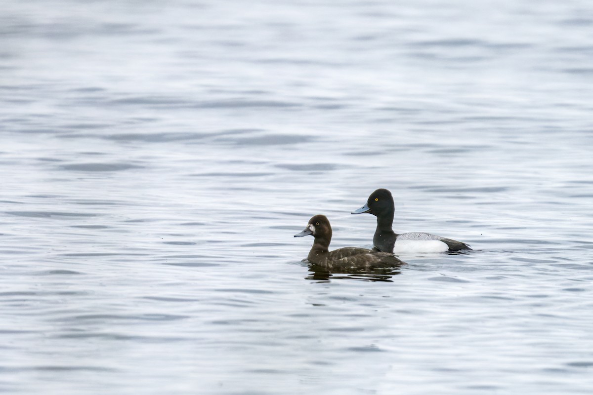 Lesser Scaup - ML617619021