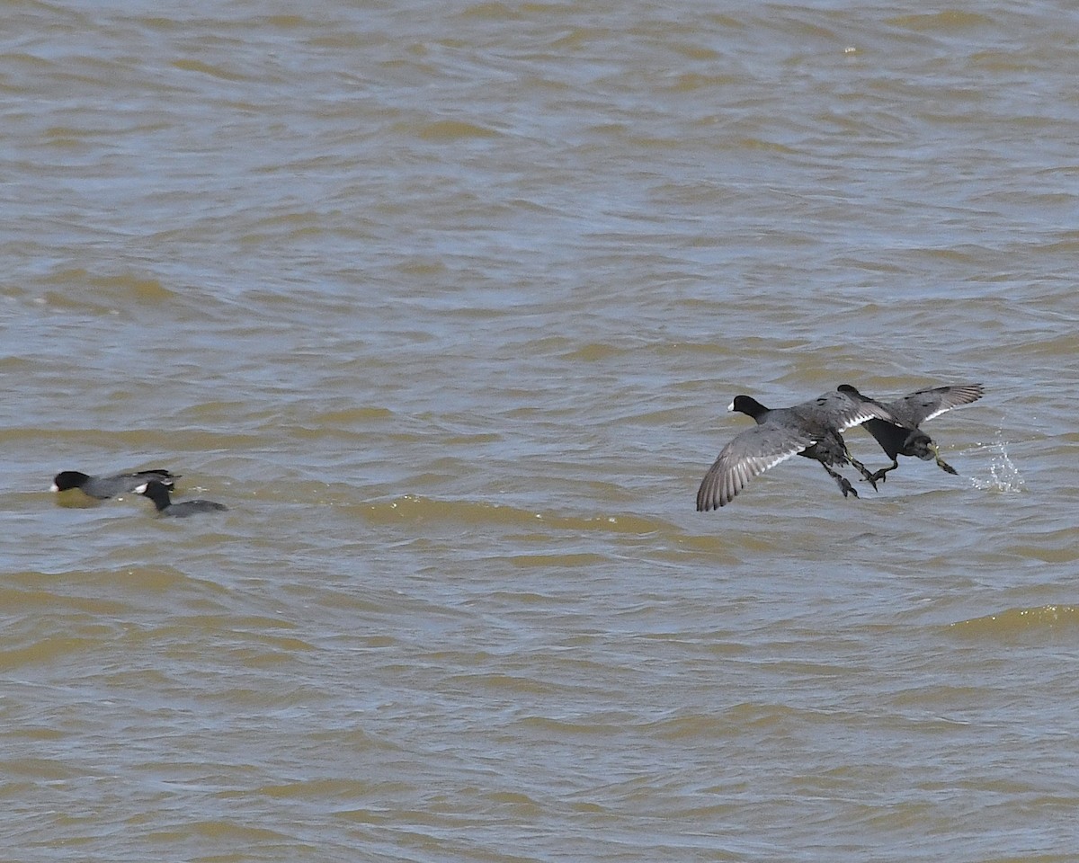 American Coot - ML617619027