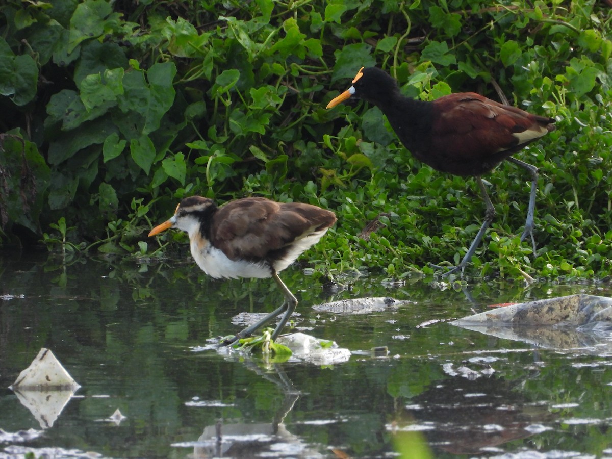 Jacana du Mexique - ML617619028