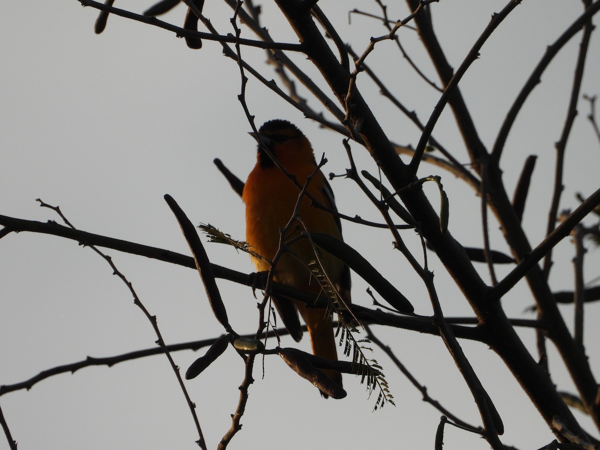 Bullock's Oriole - ML617619062