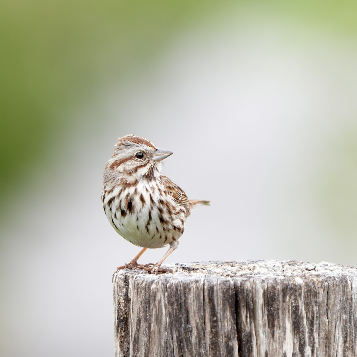 Song Sparrow - ML617619064