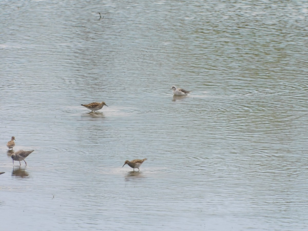 Wilson's Phalarope - ML617619096